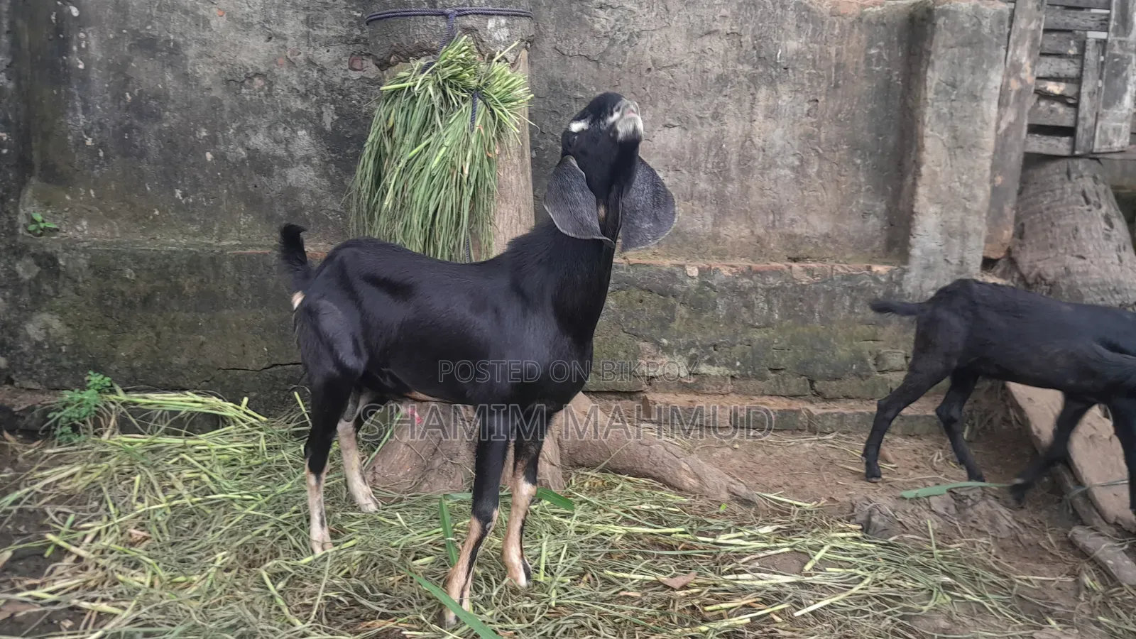 Totapuri cross goat for sale. Rajashon location