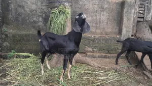 Totapuri cross goat for sale. Rajashon location