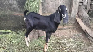 Totapuri cross goat for sale. Rajashon location