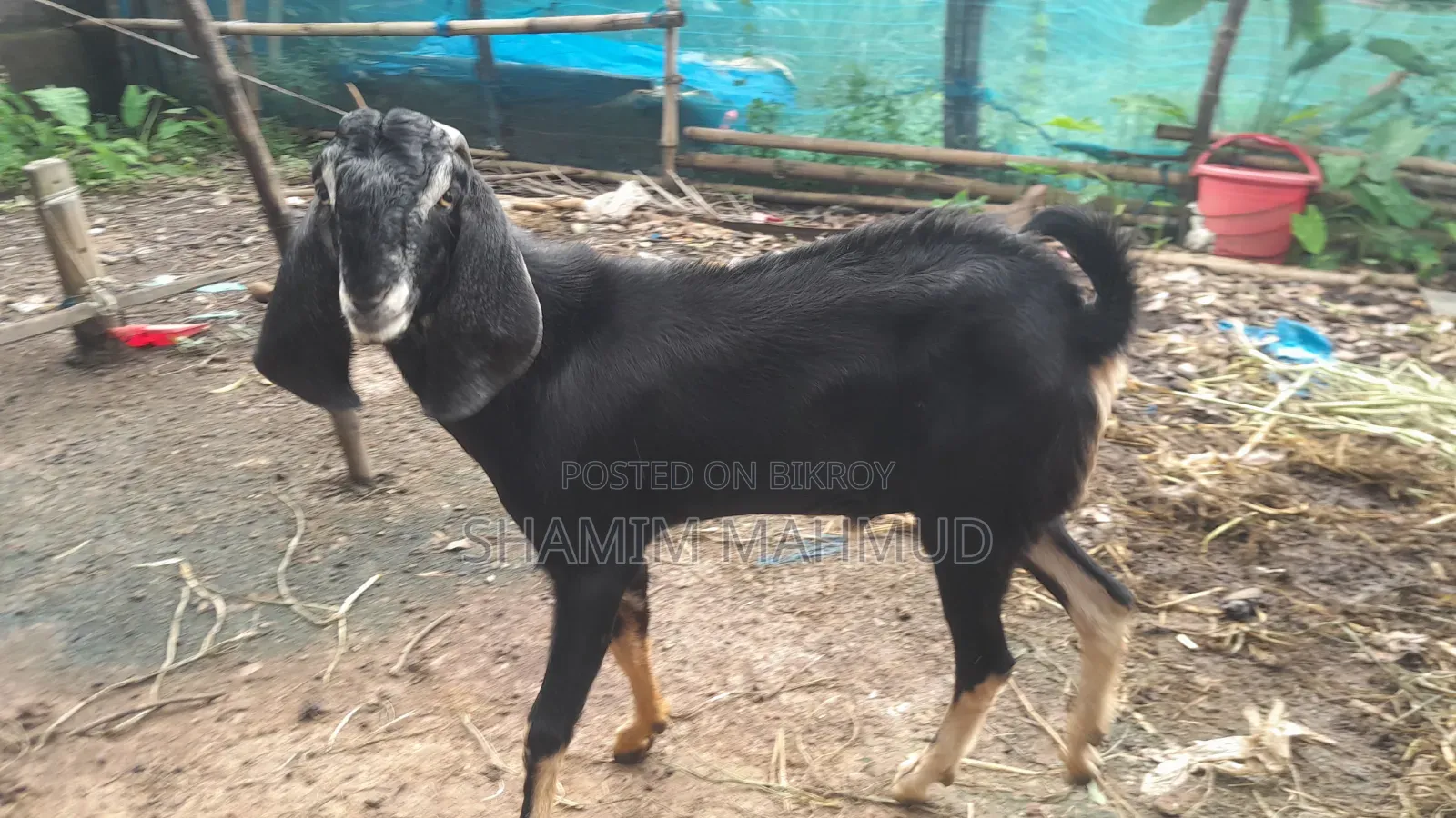 Totapuri cross goat for sale. Rajashon location
