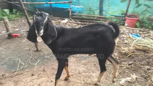 Totapuri cross goat for sale. Rajashon location