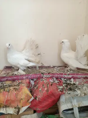 Lakha Kobutor
