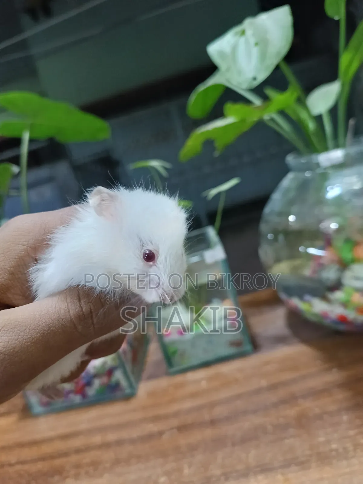 সিরিয়ান হোয়াইট কিউট হ্যামেস্টার
