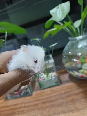 সিরিয়ান হোয়াইট কিউট হ্যামেস্টার