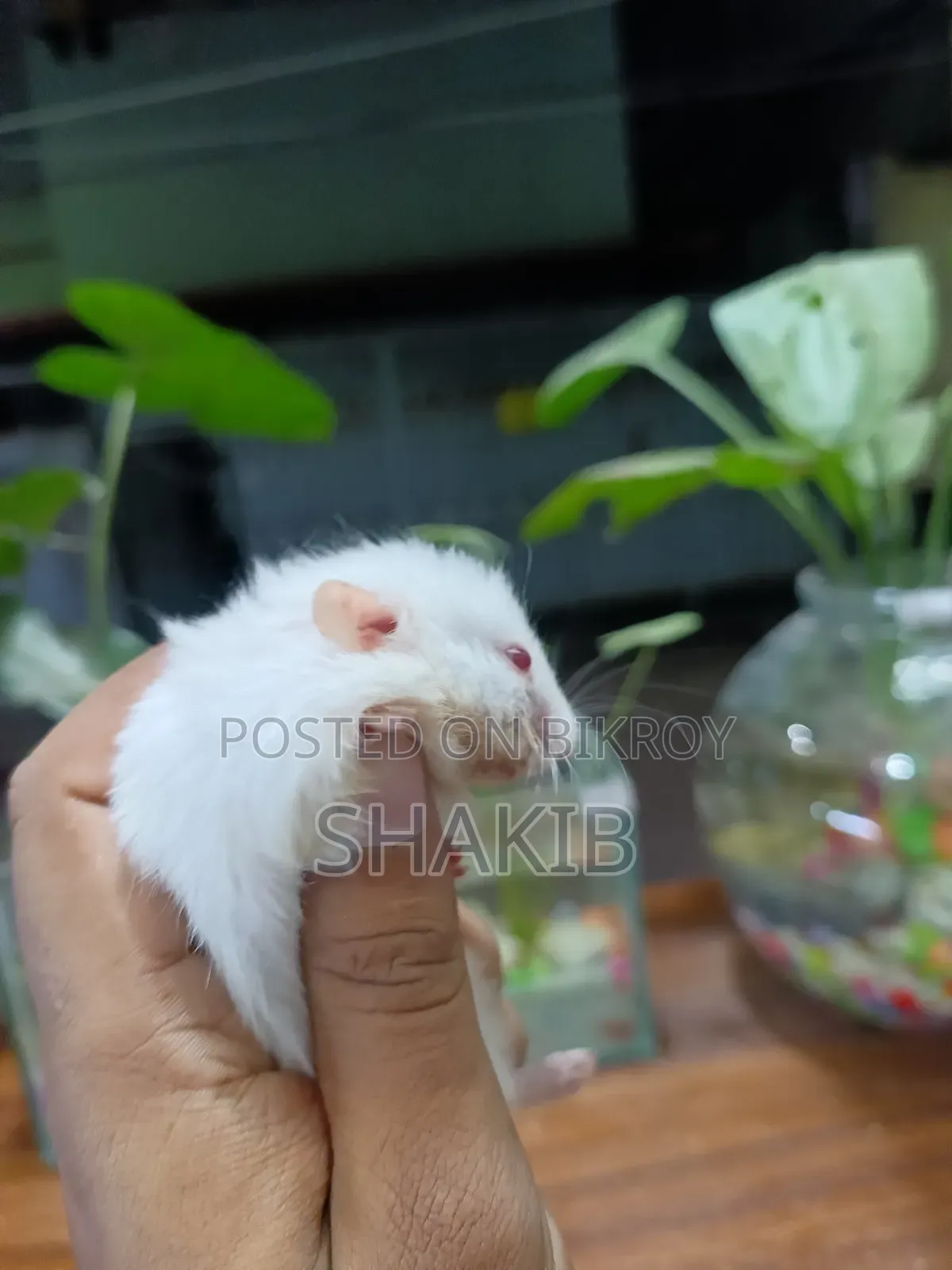 সিরিয়ান হোয়াইট কিউট হ্যামেস্টার