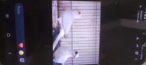 Budgie Bird