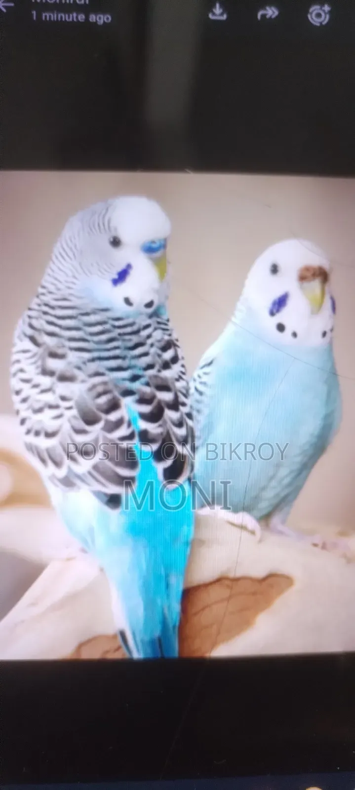 Budgie Bird