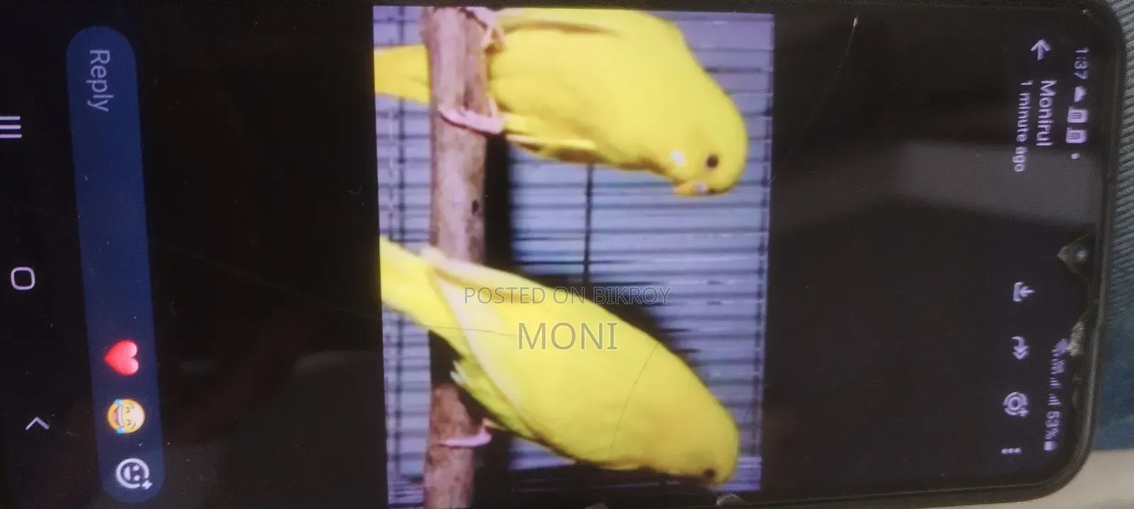 Budgie Bird