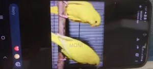 Budgie Bird