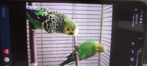 Budgie Bird