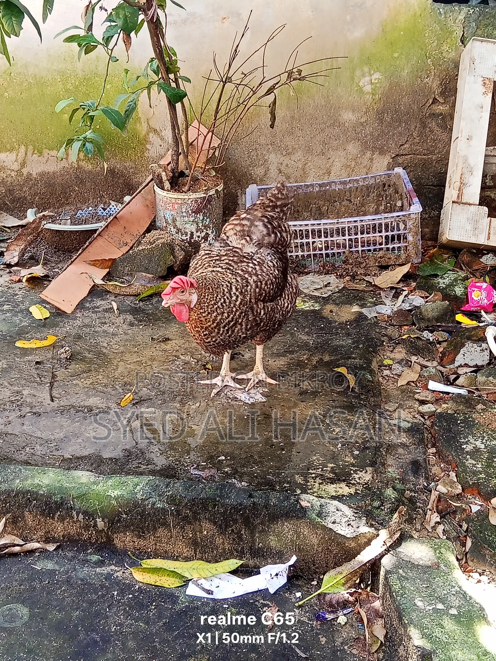 Chicken Sale