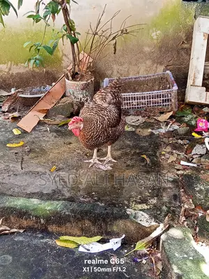 Chicken Sale