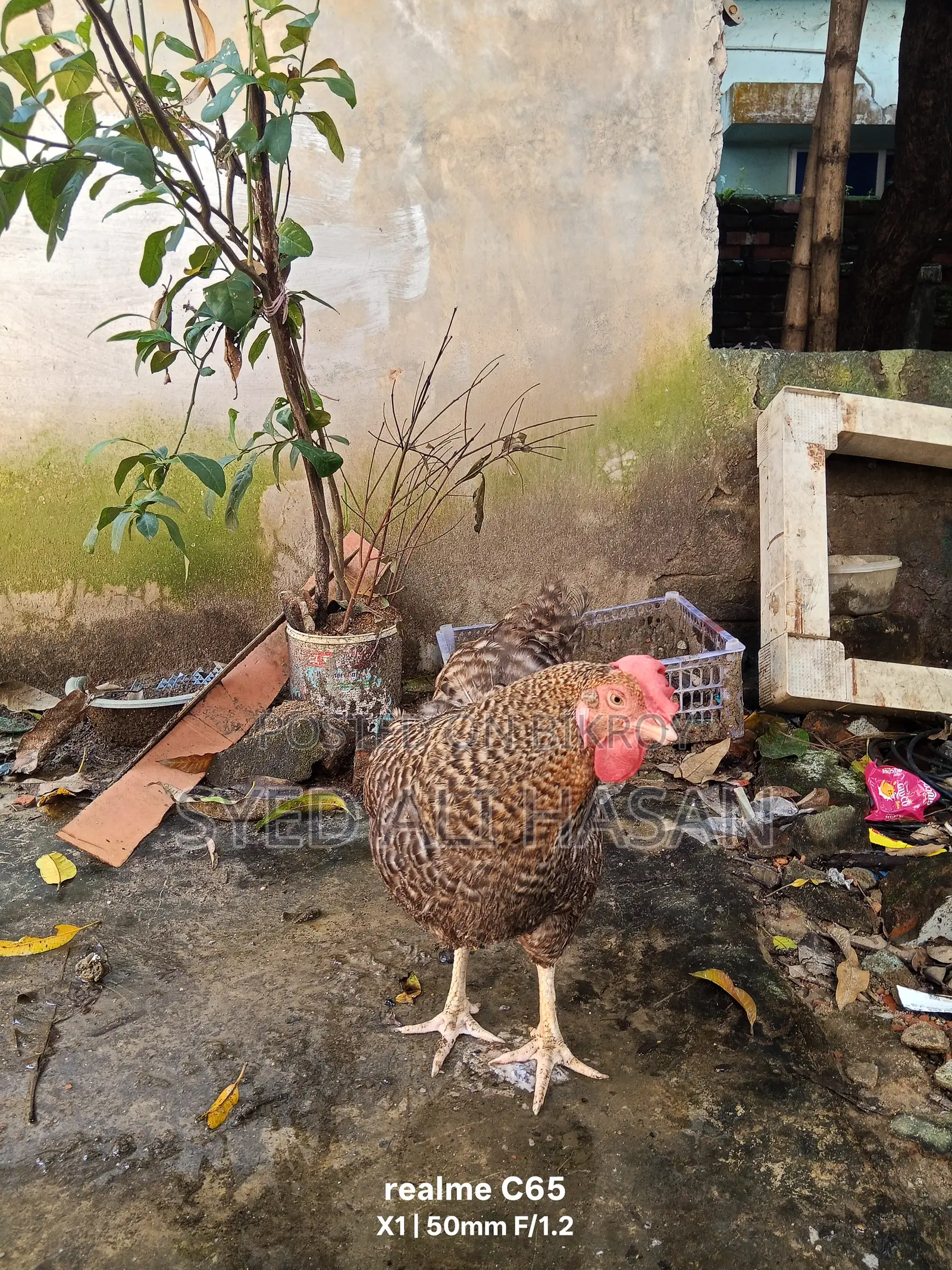Chicken Sale