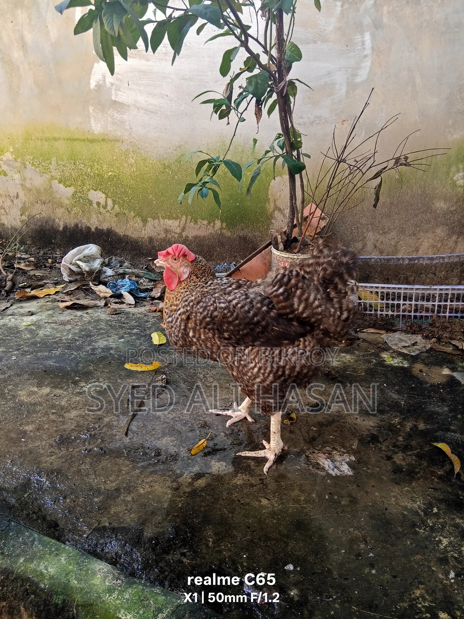Chicken Sale