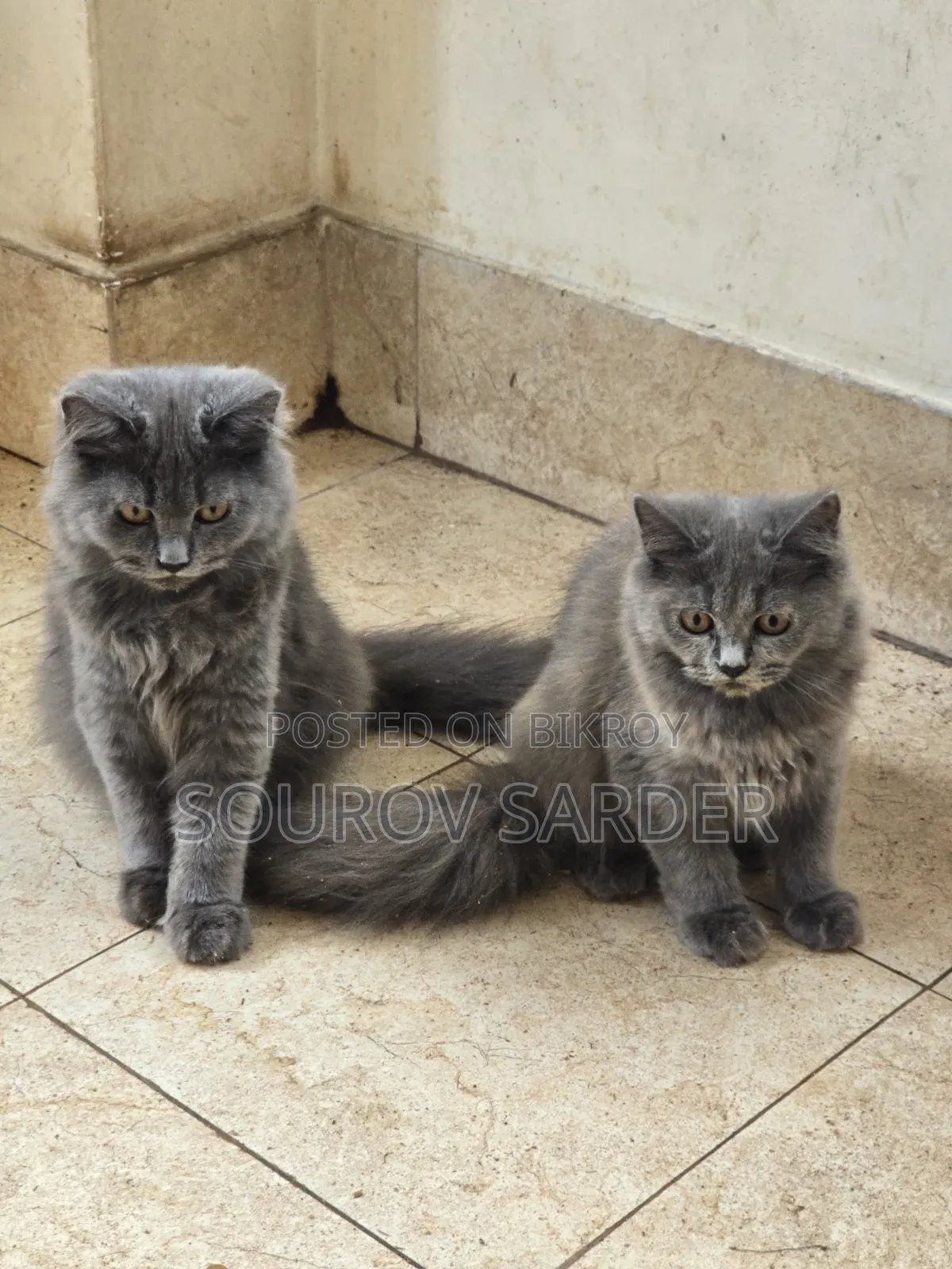 1-3 Months Female Purebred Persian Kitten