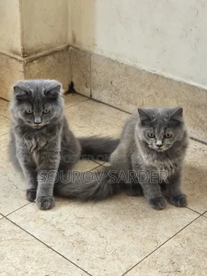 1-3 Months Female Purebred Persian Kitten