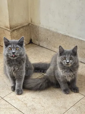 1-3 Months Female Purebred Persian Kitten