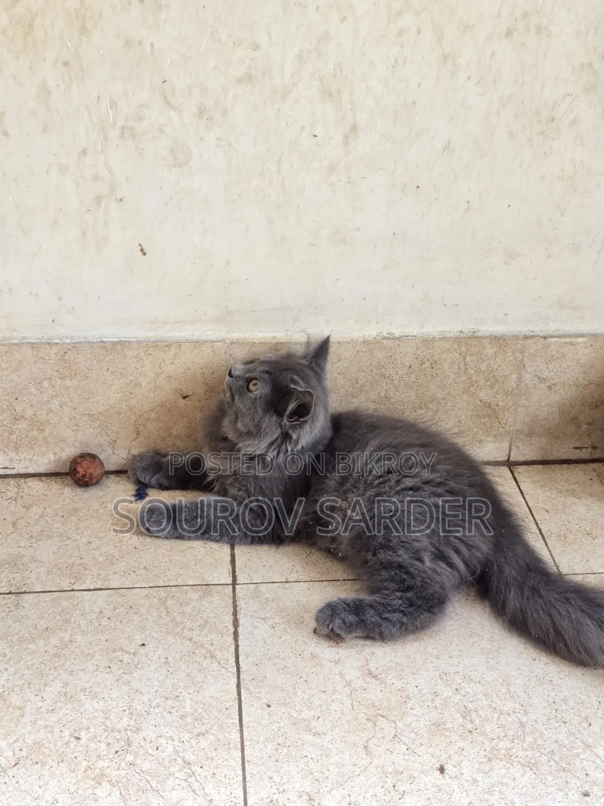 1-3 Months Female Purebred Persian Kitten