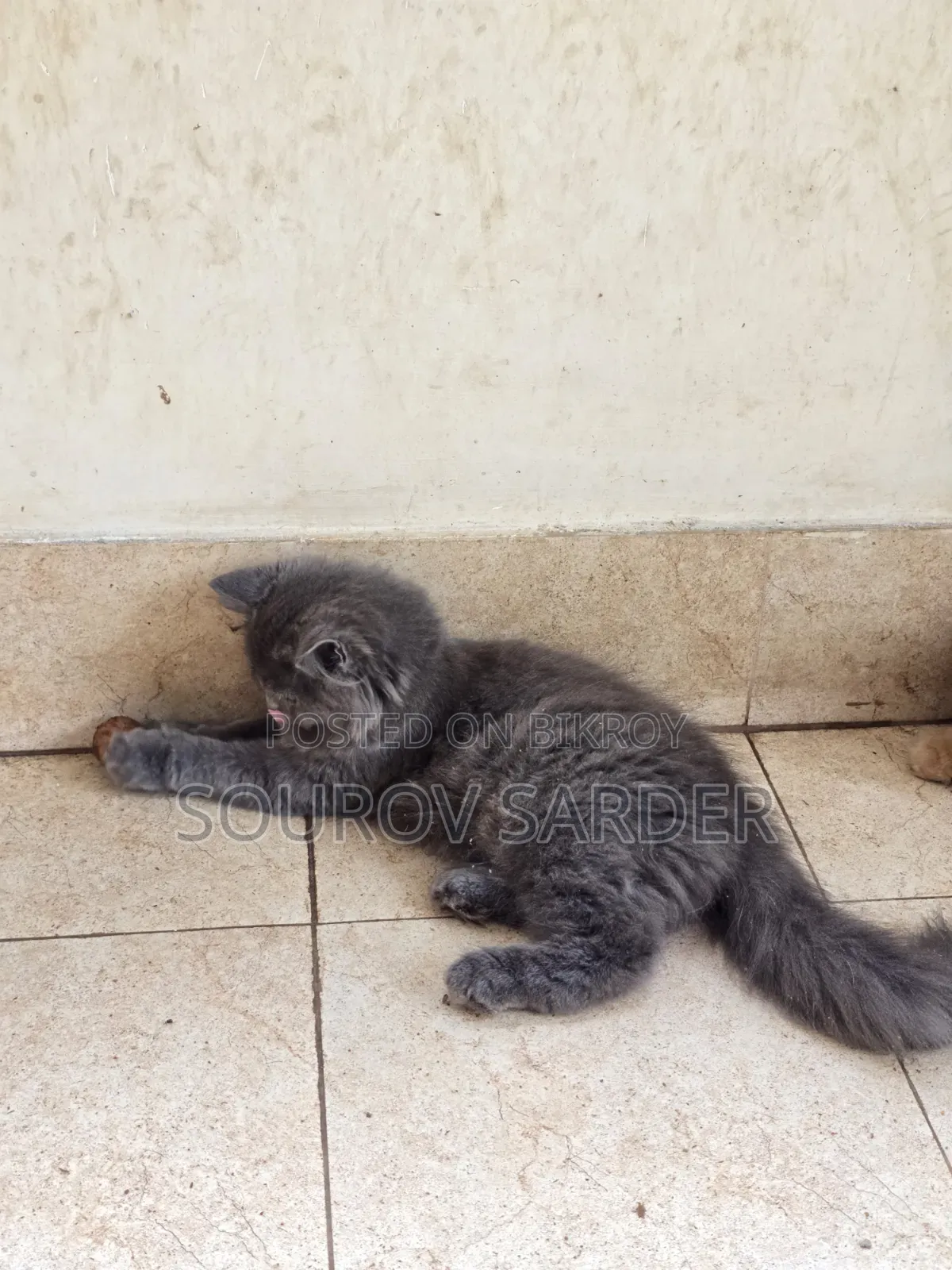 1-3 Months Female Purebred Persian Kitten