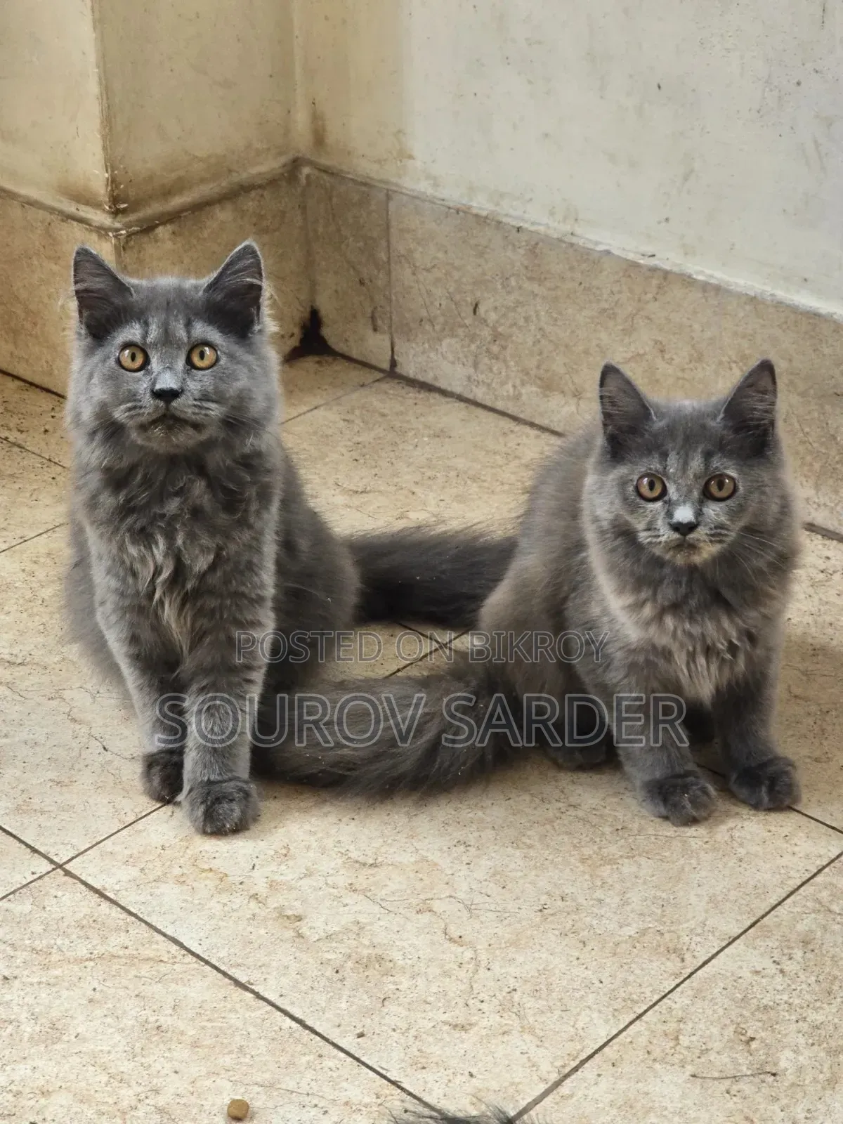 1-3 Months Female Purebred Persian Kitten