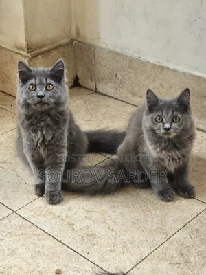 1-3 Months Female Purebred Persian Kitten