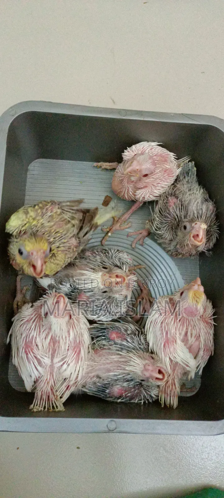 Cockatiel Hand Feed Baby