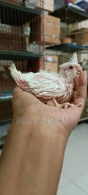 Cockatiel Hand Feed Baby