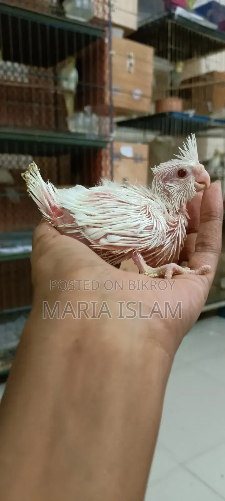 Cockatiel Hand Feed Baby