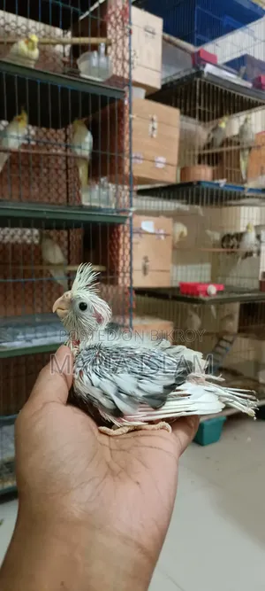 Cockatiel Hand Feed Baby
