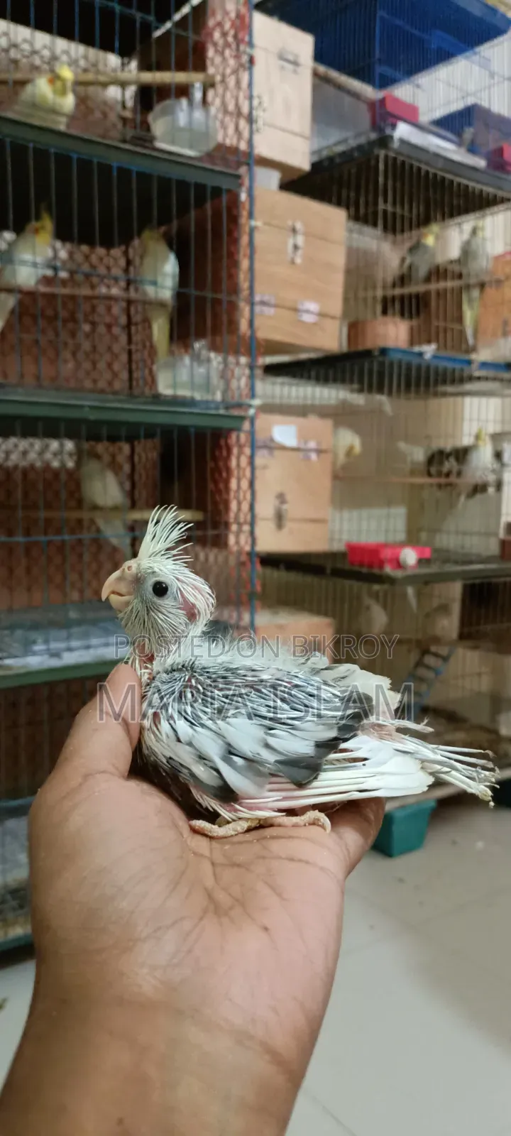 Cockatiel Hand Feed Baby