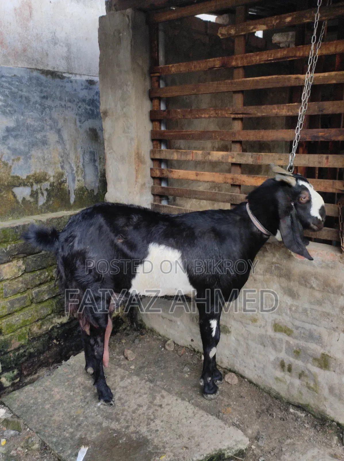 ছাগল বিক্রি করা হবে