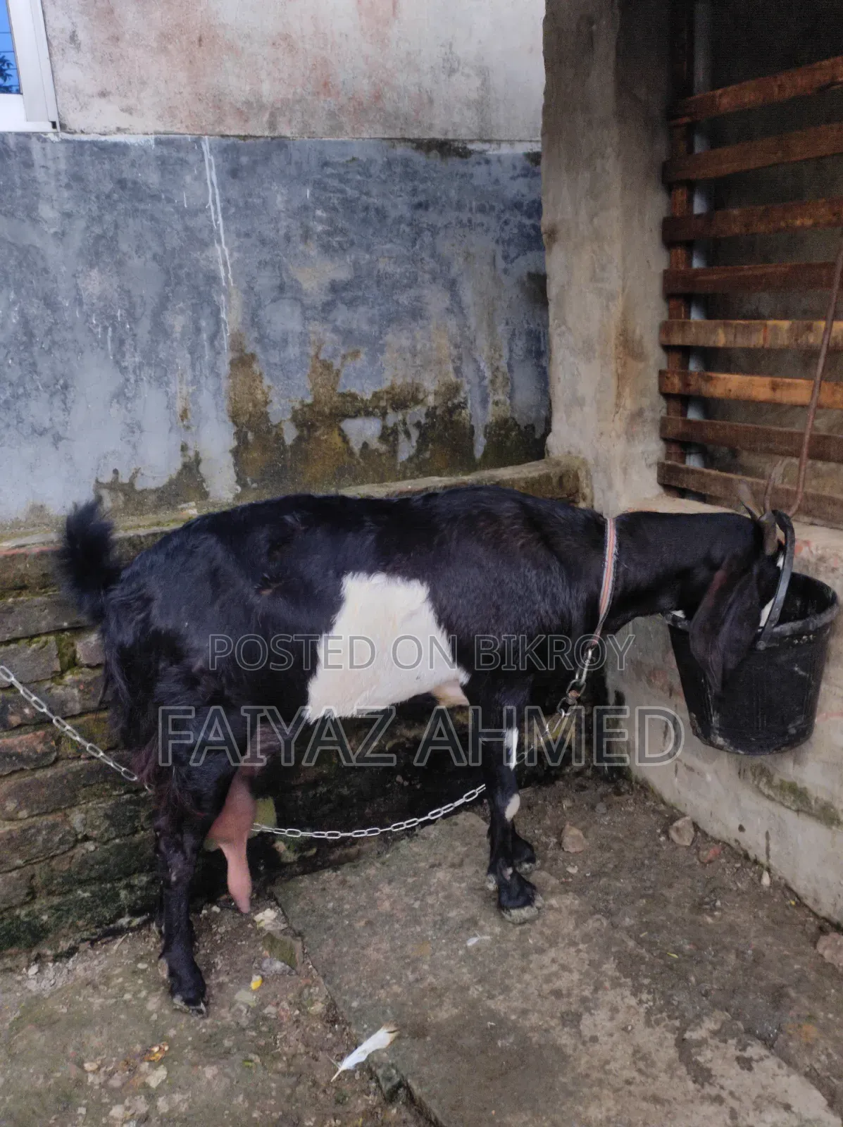 ছাগল বিক্রি করা হবে