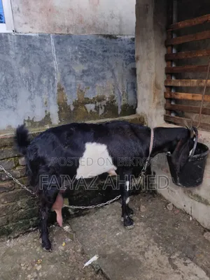 ছাগল বিক্রি করা হবে