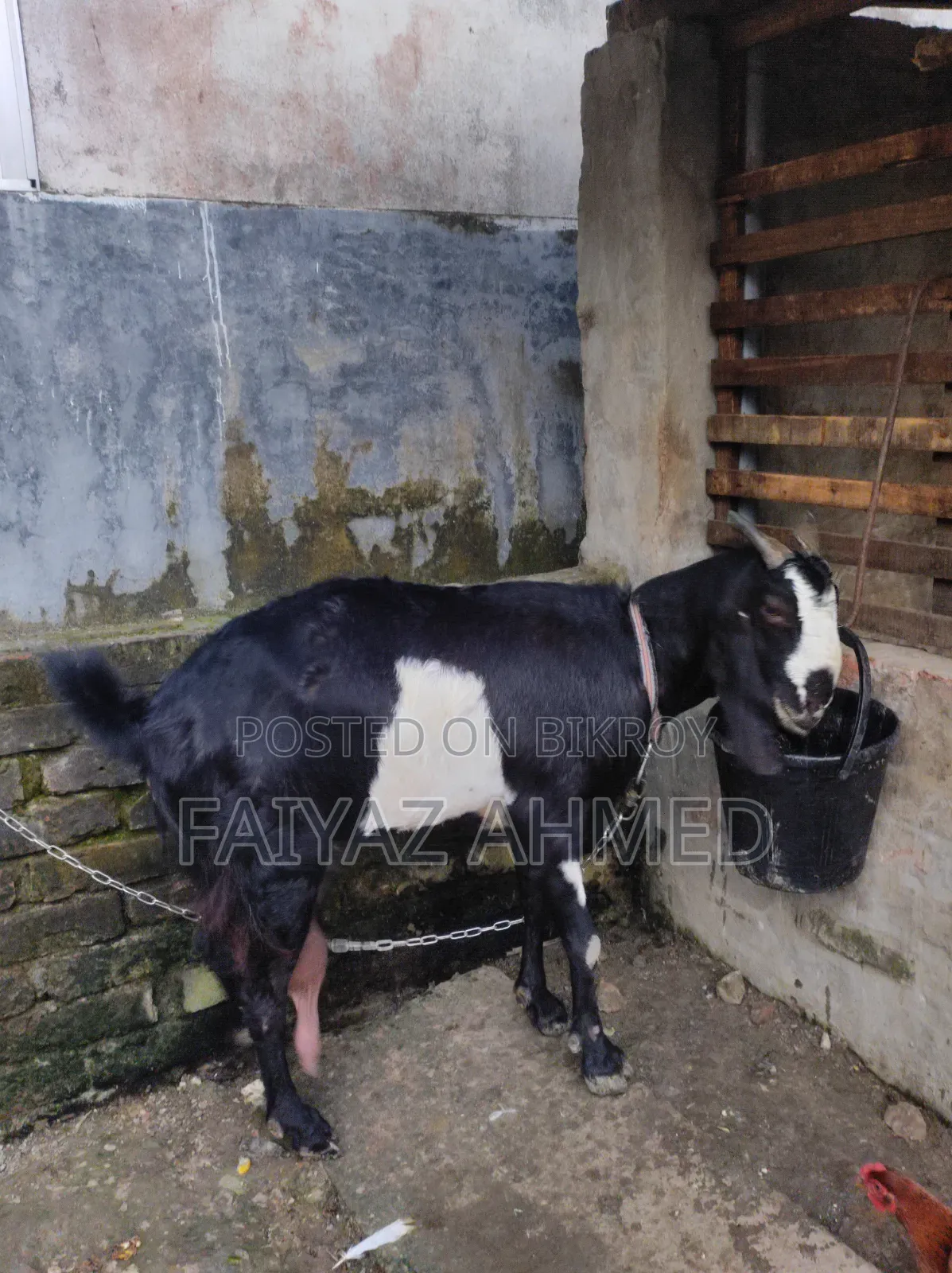 ছাগল বিক্রি করা হবে