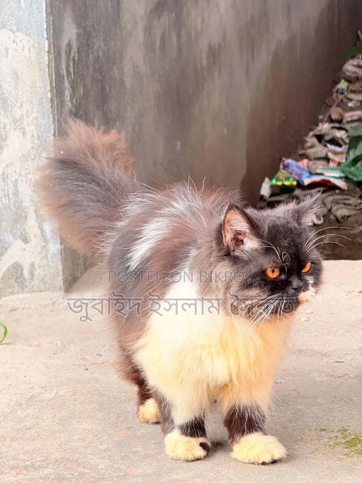 3-6 months Male Purebred Persian