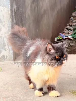 3-6 months Male Purebred Persian