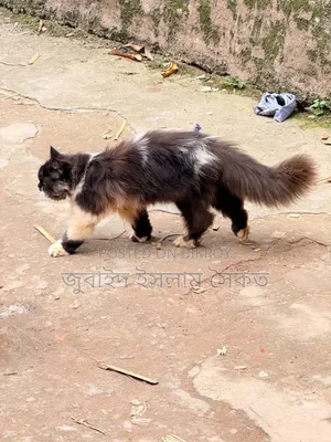 3-6 months Male Purebred Persian