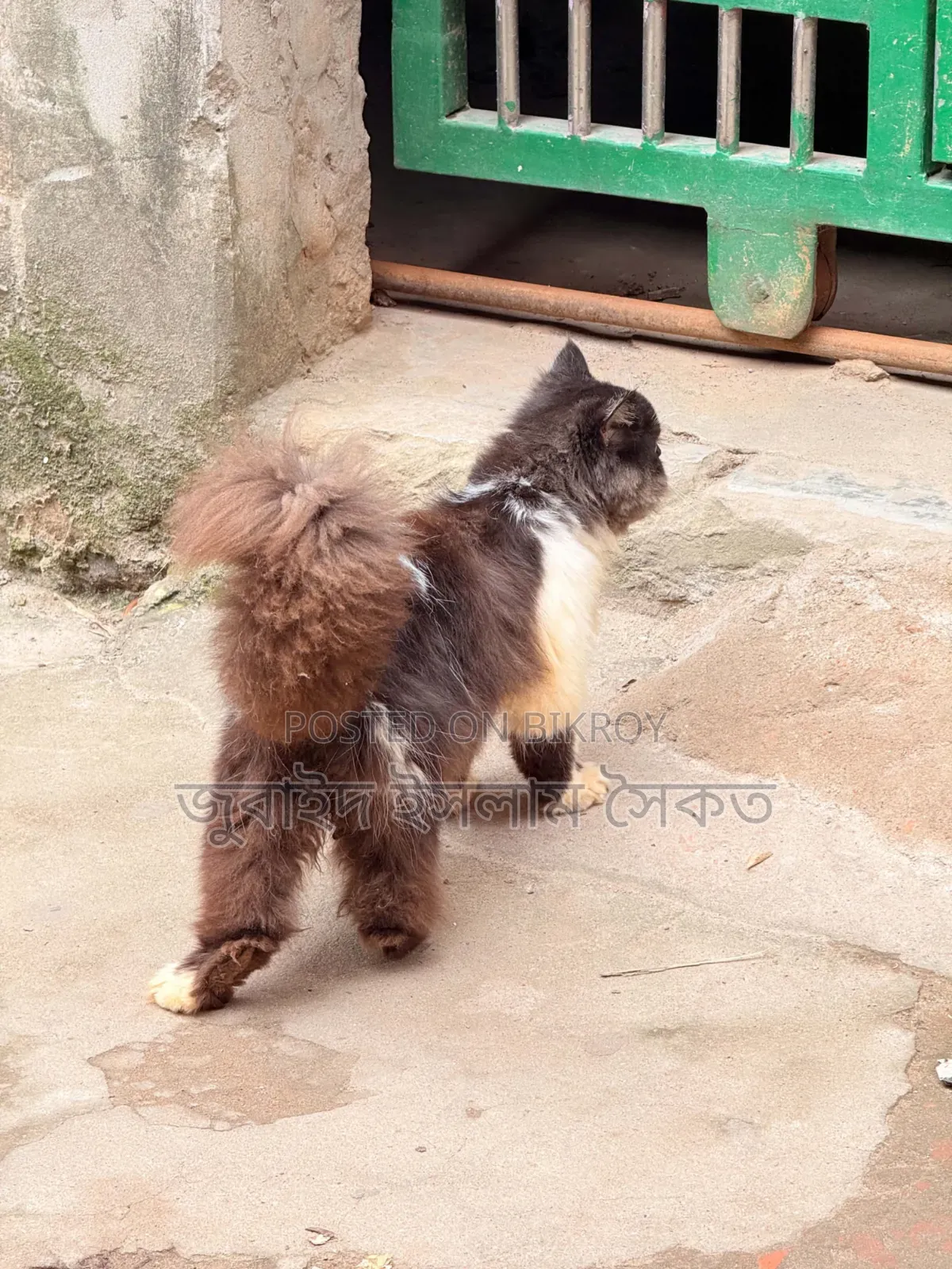 3-6 months Male Purebred Persian