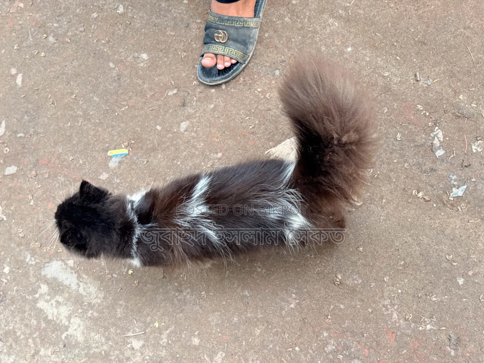 3-6 months Male Purebred Persian