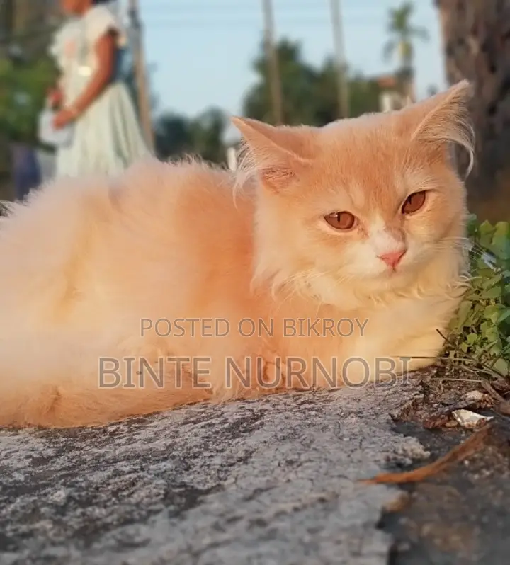 3-6 months Male Purebred Persian