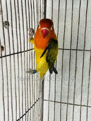 এক পেয়ার ফুল এডাল্ট লাভবার্ড