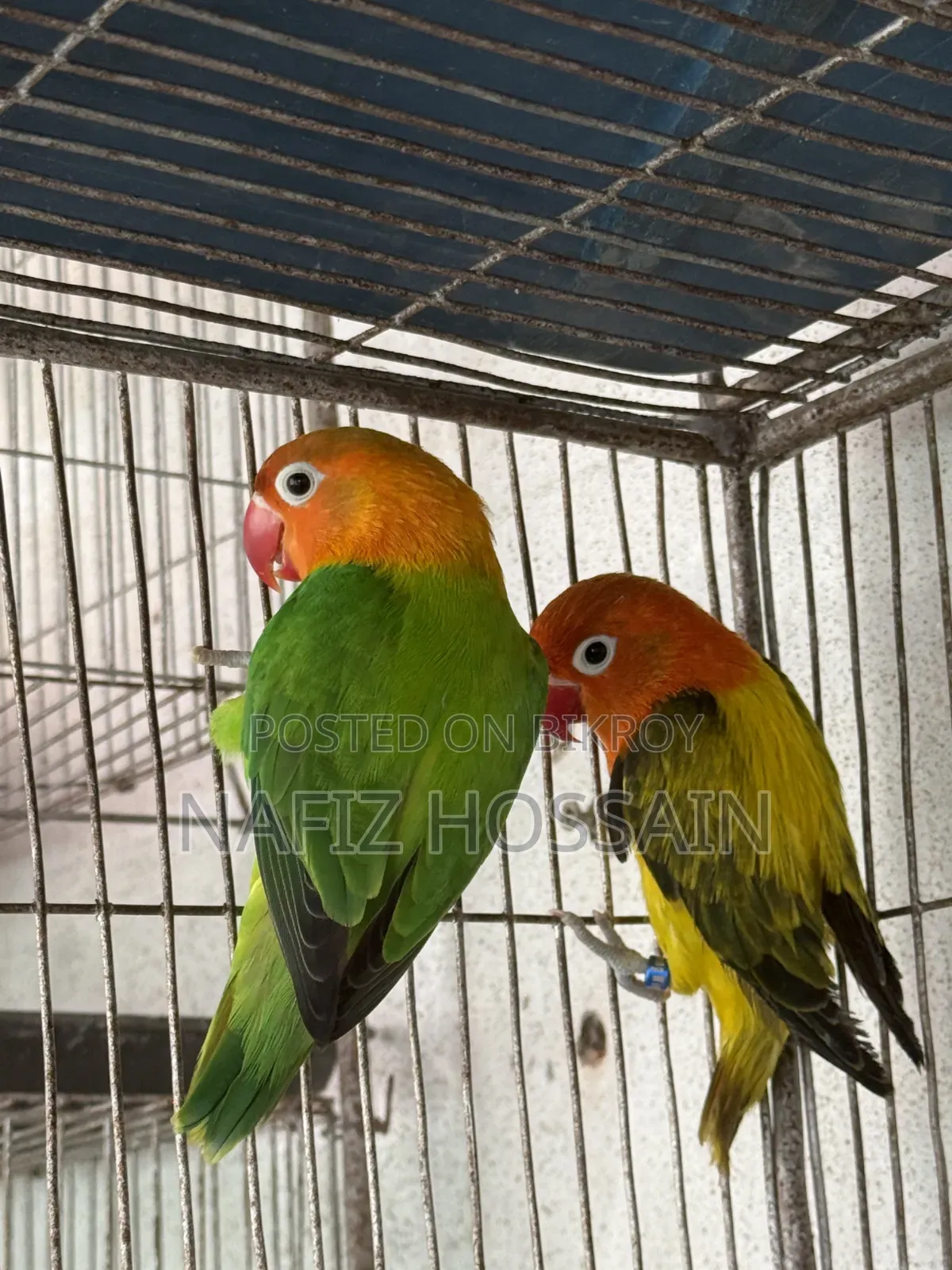 এক পেয়ার ফুল এডাল্ট লাভবার্ড