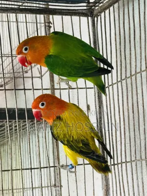 এক পেয়ার ফুল এডাল্ট লাভবার্ড