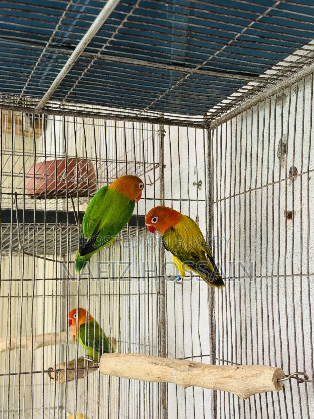 এক পেয়ার ফুল এডাল্ট লাভবার্ড