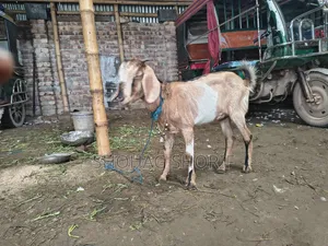 Deshi Chagol