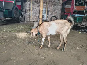 Deshi Chagol