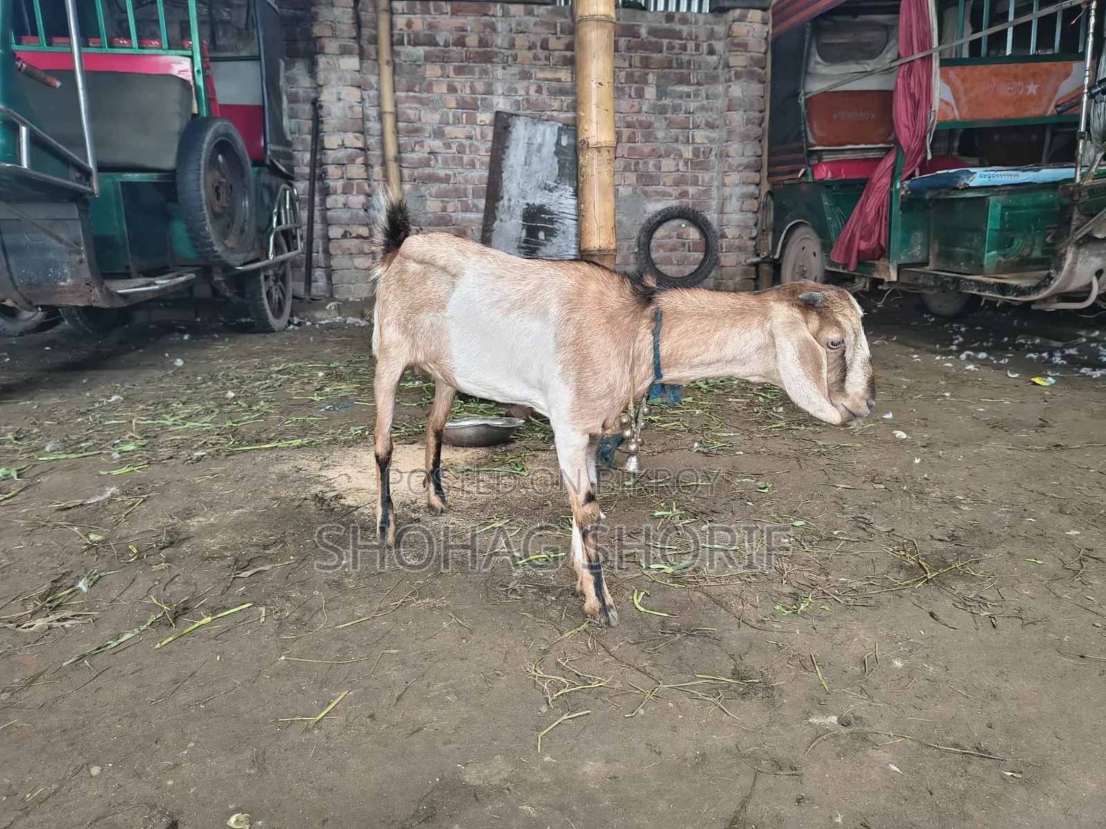 Deshi Chagol