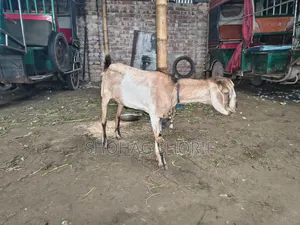 Deshi Chagol