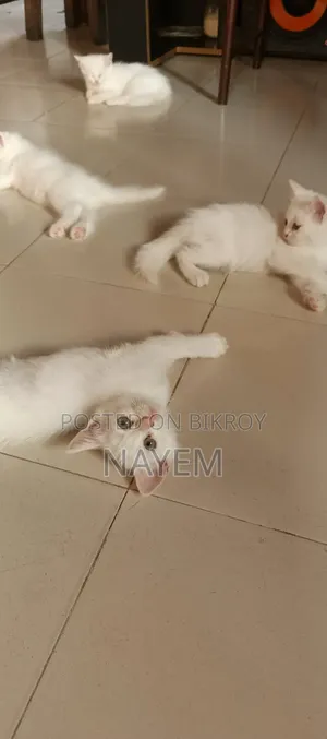 1-3 Months Male Mixed Breed Persian
