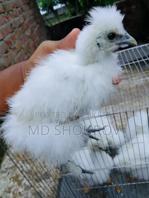 Healthy Silkie Chicken Chicks for Sale